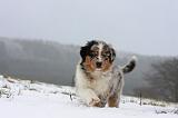 BERGER AUSTRALIEN PUPPIES 424